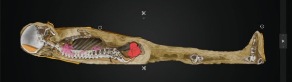 Explore CT scans of Field Museum mummies on gaming platform Steam
