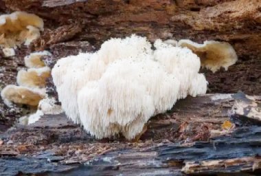 Overview of Lion’s Mane Mushrooms Overview of Lion’s Mane Mushrooms